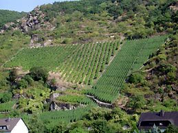 Rhine River vineyard